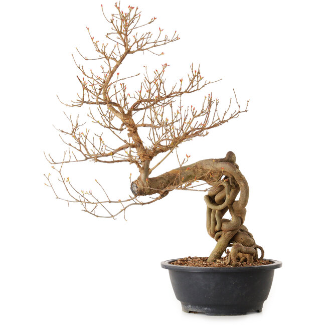 Acer buergerianum, 81 cm, ± 25 years old, with a nebari of 20 cm