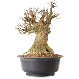 Acer buergerianum, 46 cm, ± 25 anni