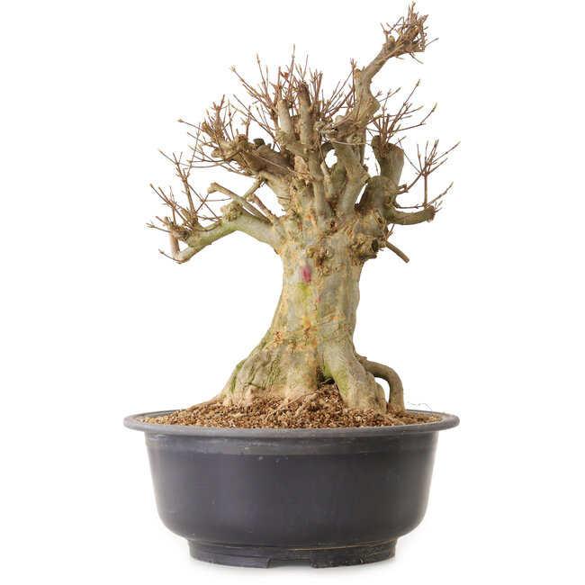 Acer buergerianum, 46 cm, ± 25 jaar oud, met een nebari van 28 cm