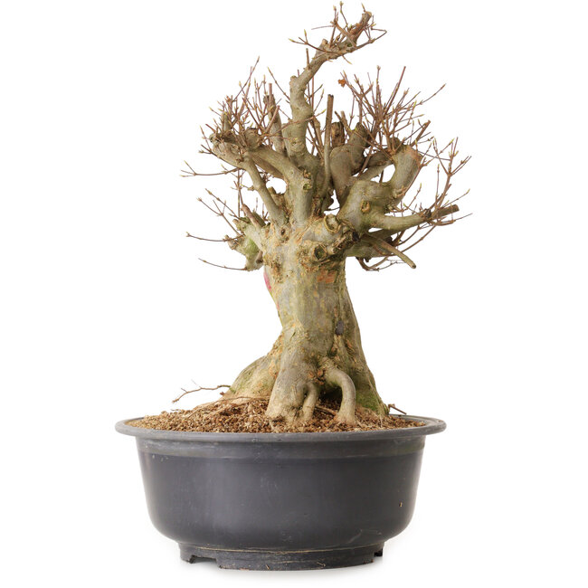 Acer buergerianum, 46 cm, ± 25 años, con un nebari de 28 cm