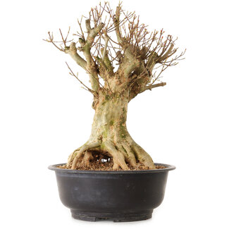 Acer buergerianum, 43 cm, ± 25 jaar oud