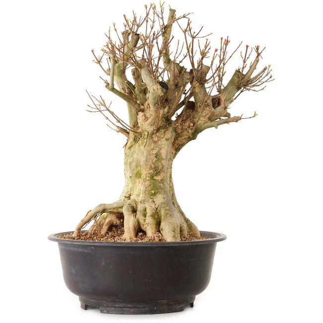 Acer buergerianum, 43 cm, ± 25 jaar oud, met een nebari van 24 cm