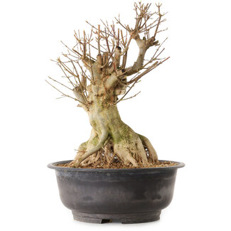 Acer buergerianum, 34 cm, ± 25 años