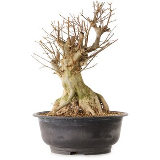 Acer buergerianum, 34 cm, ± 25 ans