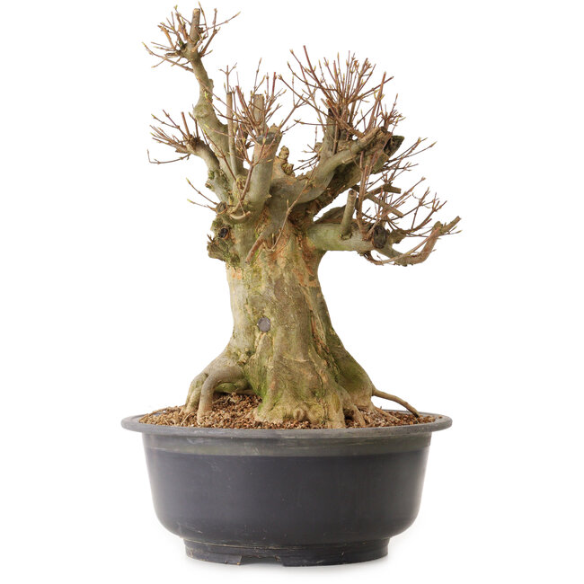 Acer buergerianum, 46 cm, ± 25 jaar oud, met een nebari van 28 cm