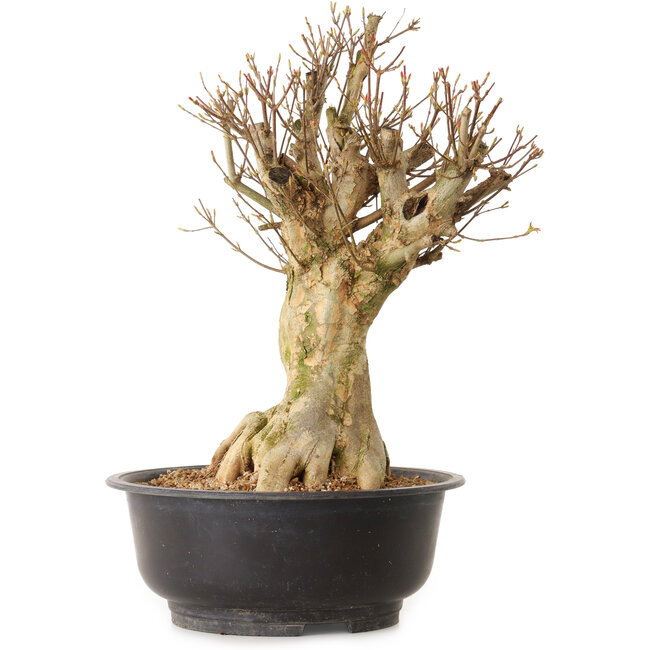 Acer buergerianum, 43 cm, ± 25 years old, with a nebari of 24 cm