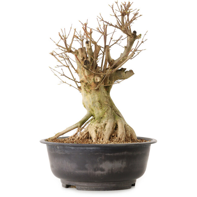 Acer buergerianum, 34 cm, ± 25 jaar oud, met een nebari van 25 cm