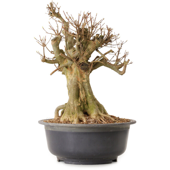 Acer buergerianum, 46 cm, ± 25 years old, with a nebari of 28 cm