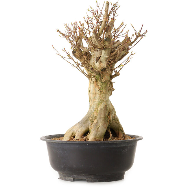 Acer buergerianum, 43 cm, ± 25 anni, con nebari di 24 cm