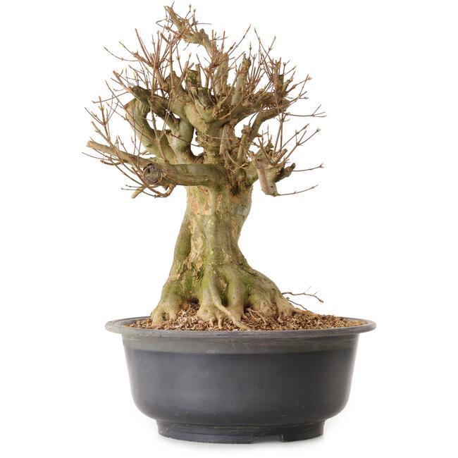 Acer buergerianum, 46 cm, ± 25 años, con un nebari de 28 cm