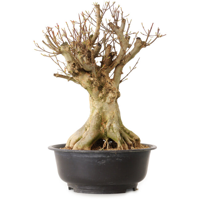 Acer buergerianum, 43 cm, ± 25 anni, con nebari di 24 cm