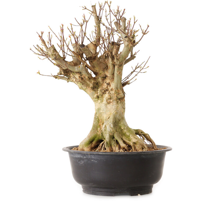 Acer buergerianum, 43 cm, ± 25 jaar oud, met een nebari van 24 cm
