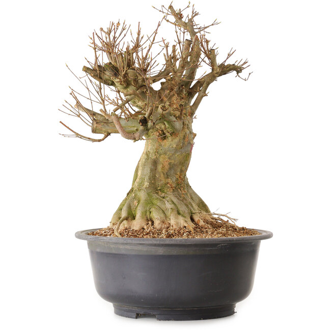 Acer buergerianum, 46 cm, ca. 25 Jahre alt, mit einem Wurzelhals von 28 cm