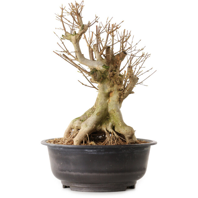 Acer buergerianum, 34 cm, ± 25 anni, con nebari di 25 cm