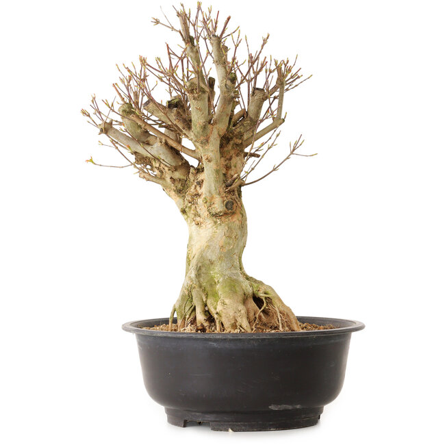 Acer buergerianum, 43 cm, ± 25 ans, avec un nebari de 24 cm