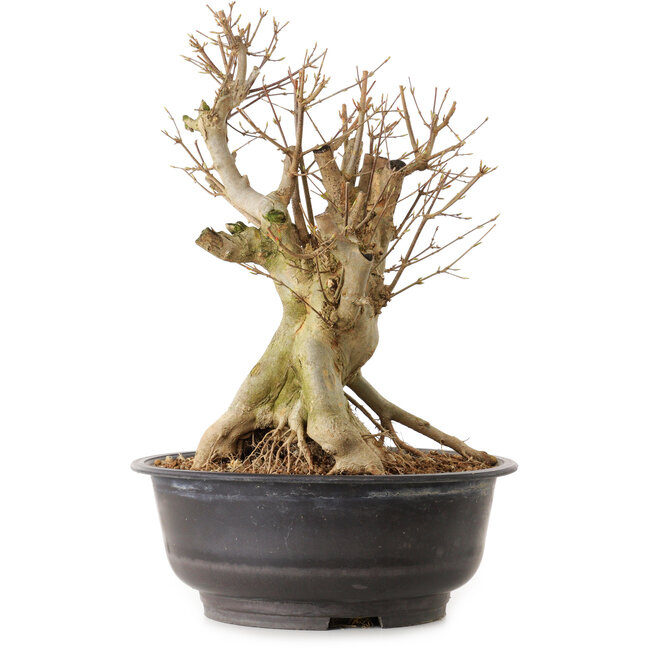 Acer buergerianum, 34 cm, ± 25 anni, con nebari di 25 cm