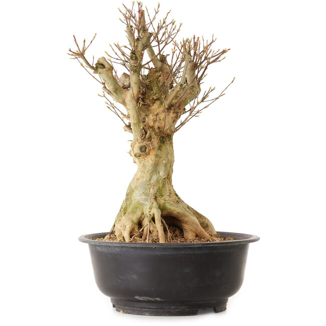 Acer buergerianum, 43 cm, ± 25 años, con un nebari de 24 cm