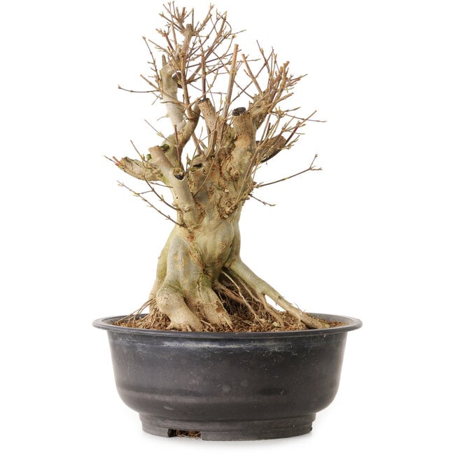 Acer buergerianum, 34 cm, ± 25 ans, avec un nebari de 25 cm