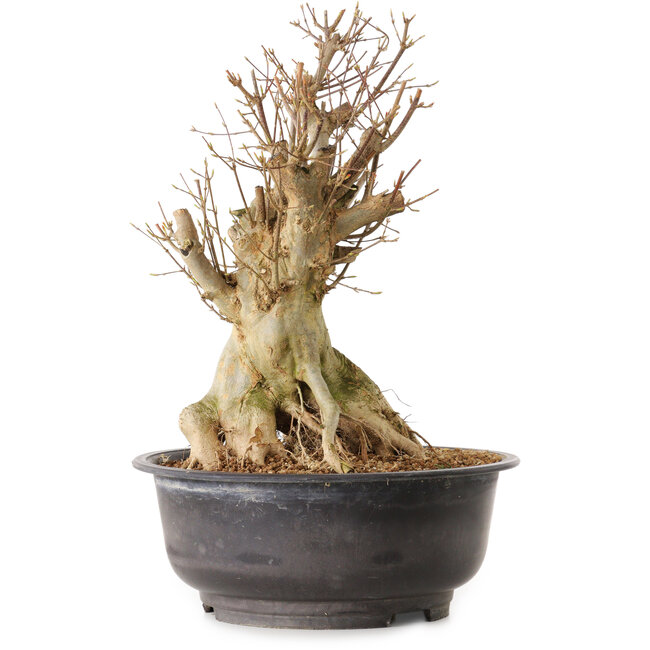 Acer buergerianum, 34 cm, ± 25 años, con un nebari de 25 cm