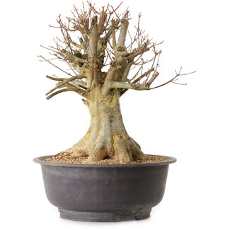 Acer buergerianum, 36 cm, ± 25 ans