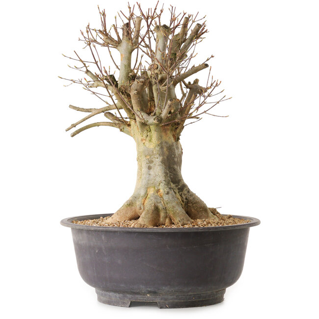 Acer buergerianum, 36 cm, ± 25 jaar oud, met een nebari van 24 cm