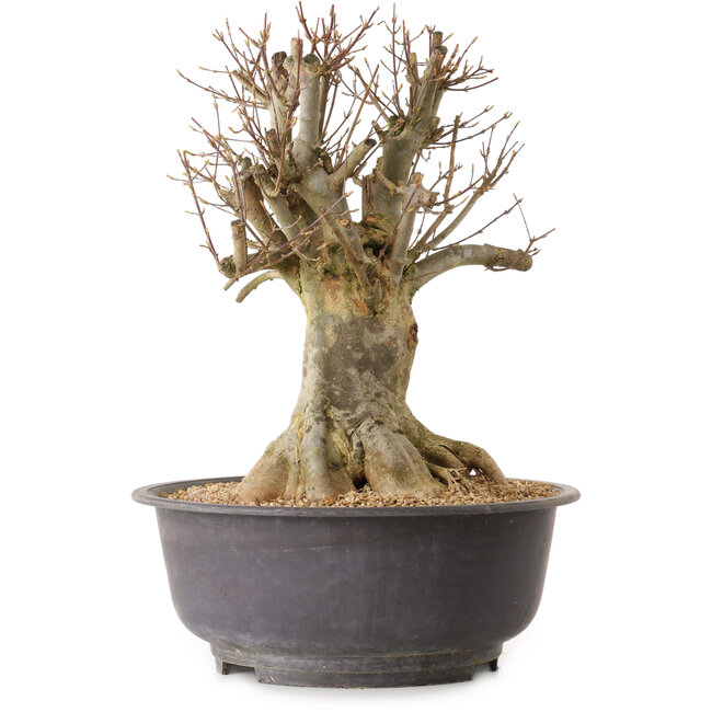 Acer buergerianum, 36 cm, ± 25 years old, with a nebari of 24 cm