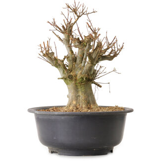 Acer buergerianum, 38 cm, ± 25 years old