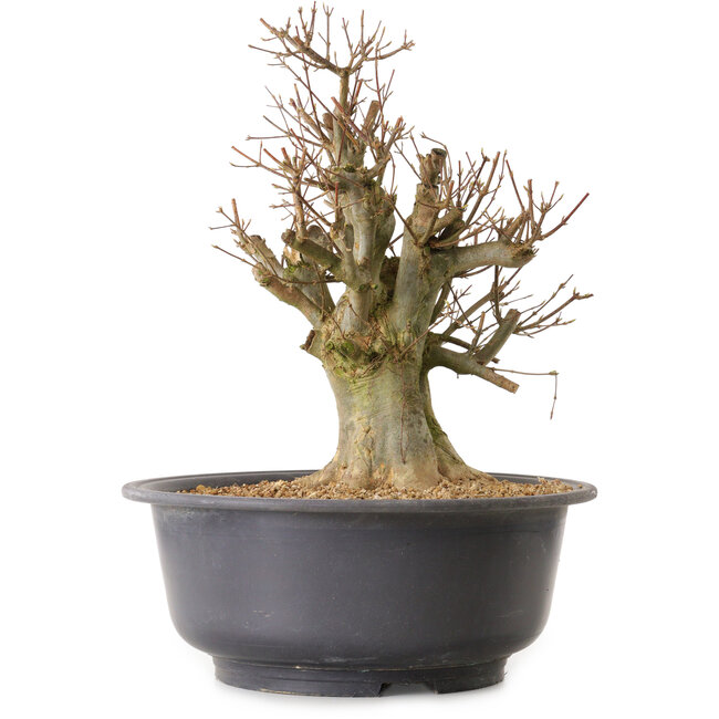 Acer buergerianum, 38 cm, ± 25 Jahre alt, mit einem Wurzelhals von 22 cm