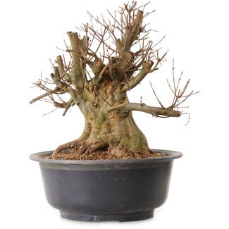 Acer buergerianum, 40 cm, ± 25 ans