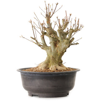 Acer buergerianum, 38 cm, ± 25 Jahre alt