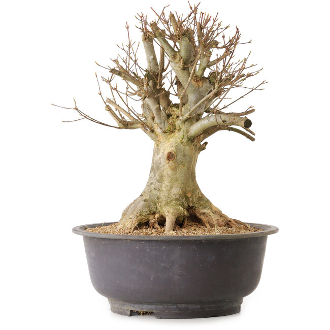 Acer buergerianum, 36 cm, ± 25 años, con un nebari de 24 cm