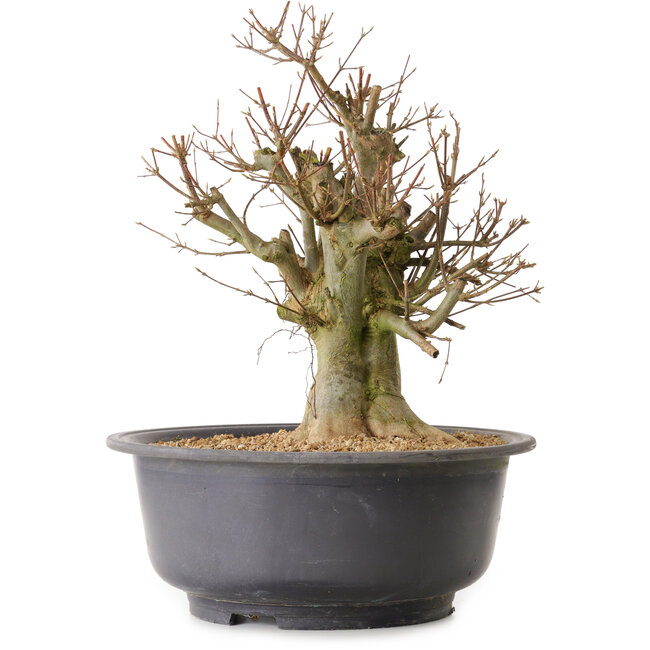 Acer buergerianum, 38 cm, ± 25 Jahre alt, mit einem Wurzelhals von 22 cm