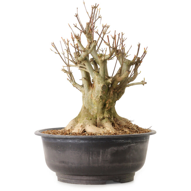 Acer buergerianum, 38 cm, ± 25 years old, with a nebari of 24 cm