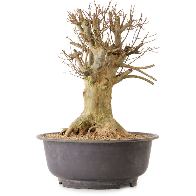 Acer buergerianum, 36 cm, ± 25 ans, avec un nebari de 24 cm