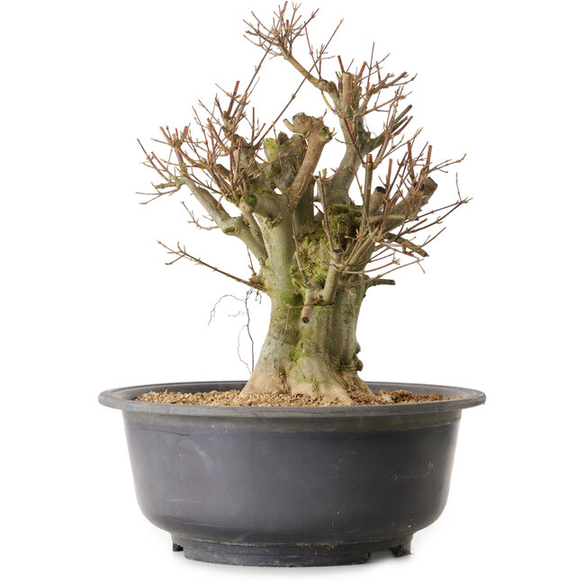 Acer buergerianum, 38 cm, ± 25 ans, avec un nebari de 22 cm