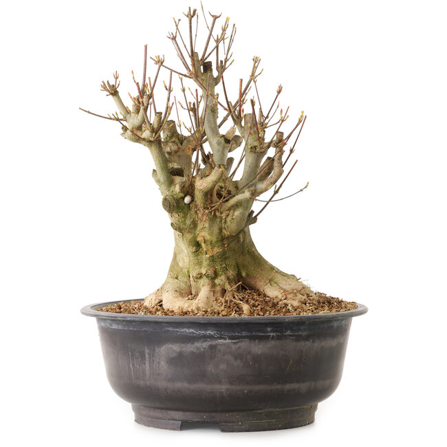 Acer buergerianum, 38 cm, ± 25 years old, with a nebari of 24 cm