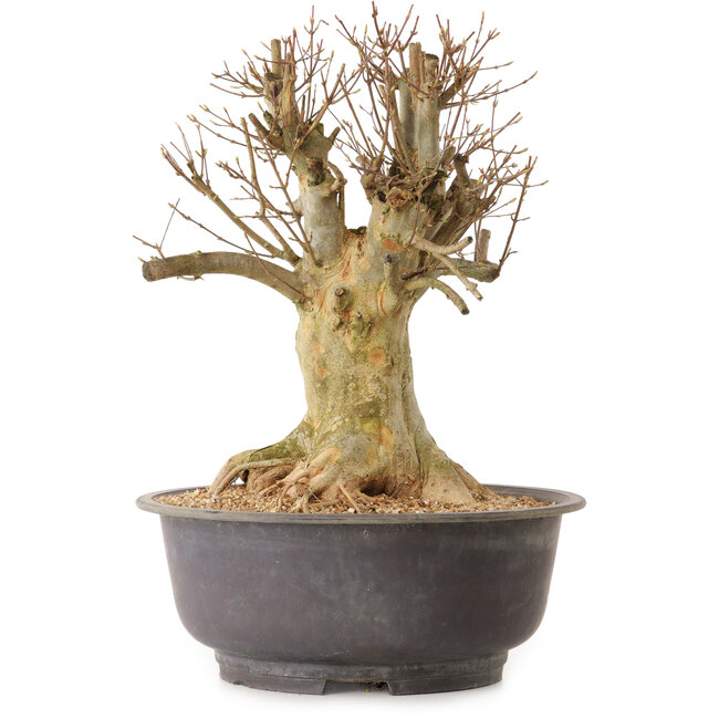 Acer buergerianum, 36 cm, ± 25 ans, avec un nebari de 24 cm