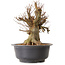 Acer buergerianum, 40 cm, ± 25 ans, avec un nebari de 31 cm