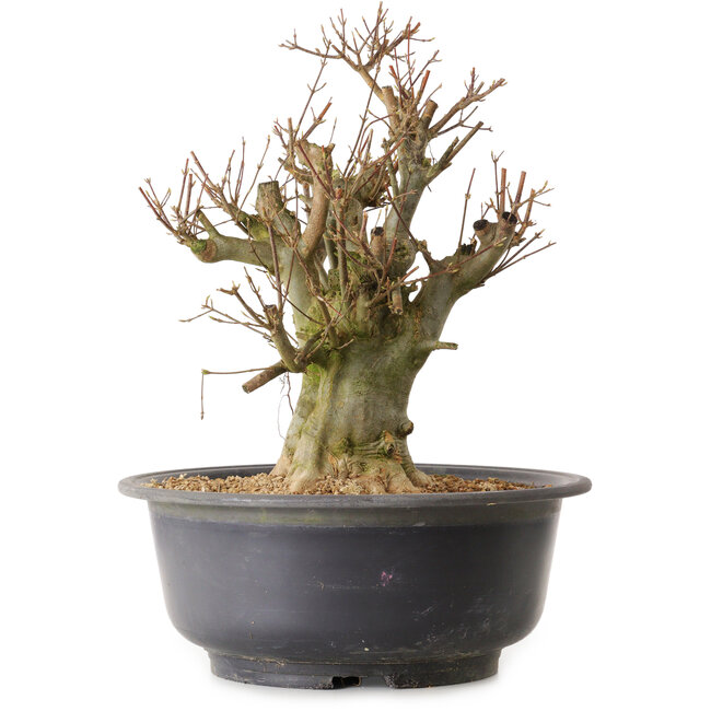 Acer buergerianum, 38 cm, ± 25 jaar oud, met een nebari van 22 cm