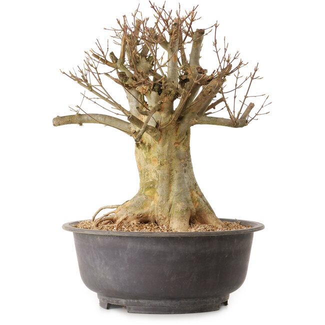 Acer buergerianum, 36 cm, ± 25 ans, avec un nebari de 24 cm