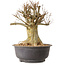 Acer buergerianum, 36 cm, ± 25 ans, avec un nebari de 24 cm
