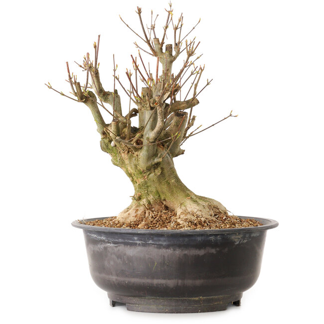 Acer buergerianum, 38 cm, ± 25 jaar oud, met een nebari van 24 cm