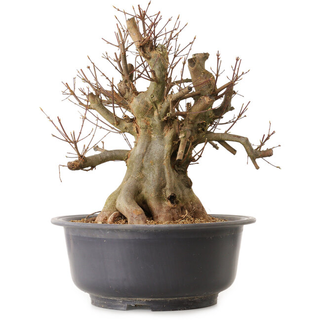 Acer buergerianum, 40 cm, ± 25 ans, avec un nebari de 31 cm