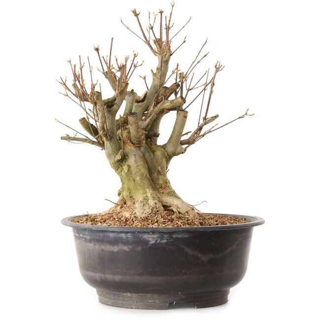 Acer buergerianum, 38 cm, ± 25 jaar oud, met een nebari van 24 cm