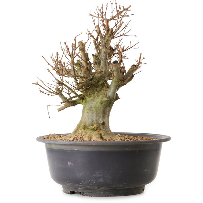 Acer buergerianum, 38 cm, ± 25 ans, avec un nebari de 22 cm