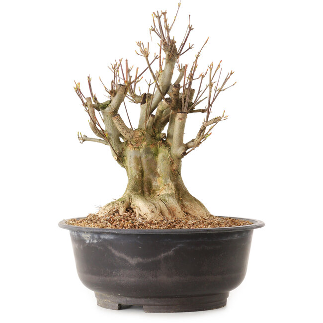 Acer buergerianum, 38 cm, ± 25 anni, con nebari di 24 cm