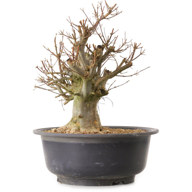 Acer buergerianum, 38 cm, ± 25 Jahre alt, mit einem Wurzelhals von 22 cm