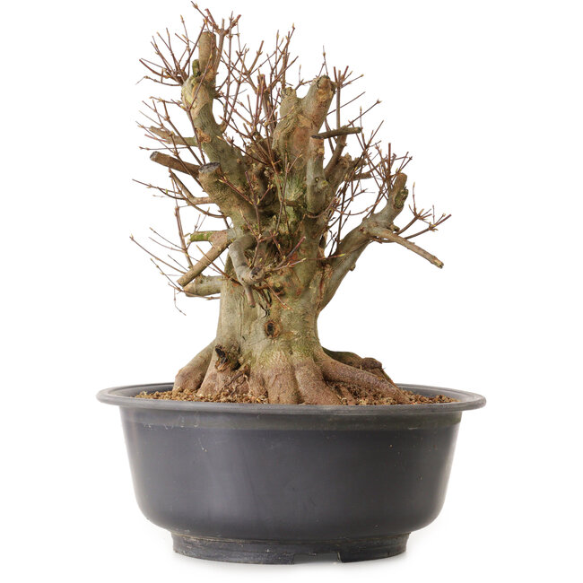 Acer buergerianum, 40 cm, ± 25 ans, avec un nebari de 31 cm