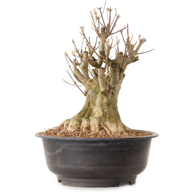 Acer buergerianum, 38 cm, ± 25 years old, with a nebari of 24 cm