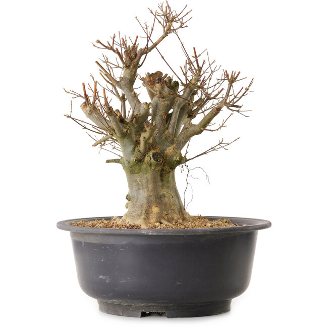 Acer buergerianum, 38 cm, ± 25 years old, with a nebari of 22 cm